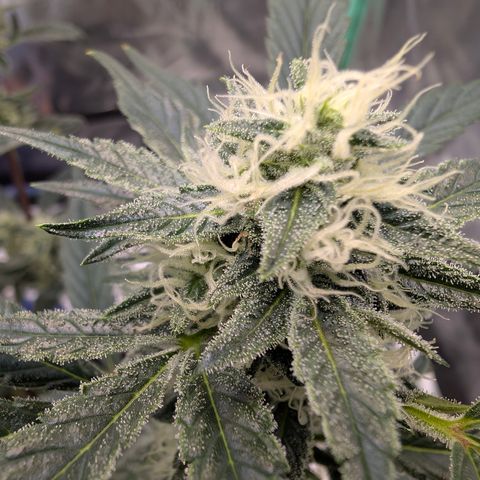 LemonHazeAuto growlog timeline photo