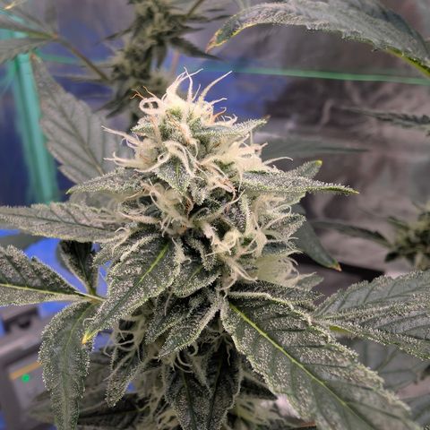 LemonHazeAuto growlog timeline photo