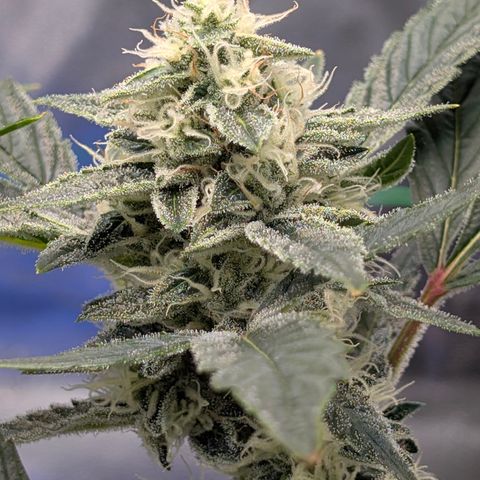 LemonHazeAuto growlog timeline photo