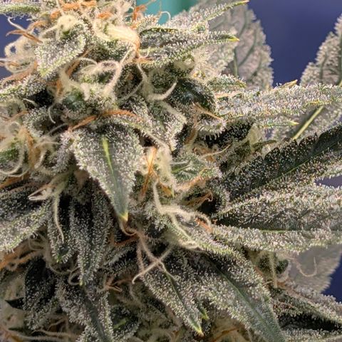 LemonHazeAuto growlog timeline photo
