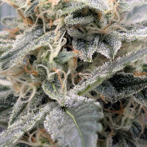LemonHazeAuto growlog timeline photo