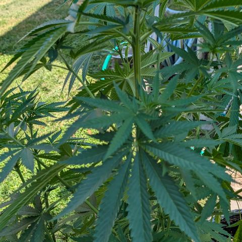 GDP2 growlog timeline photo