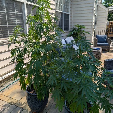GDP2 growlog timeline photo