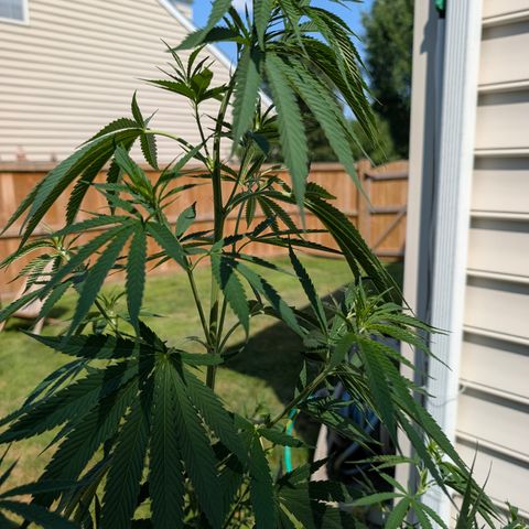GDP2 growlog timeline photo
