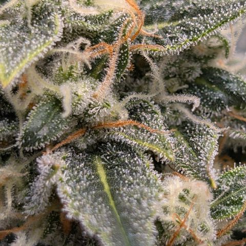 LemonHazeAuto growlog timeline photo