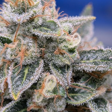 LemonHazeAuto growlog timeline photo