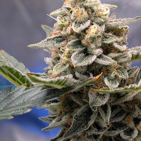 LemonHazeAuto growlog timeline photo