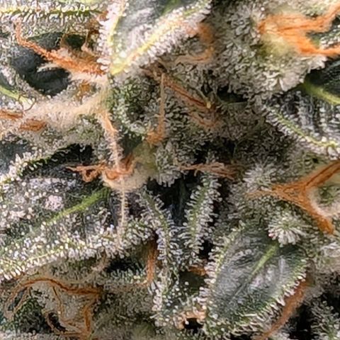 LemonHazeAuto growlog timeline photo