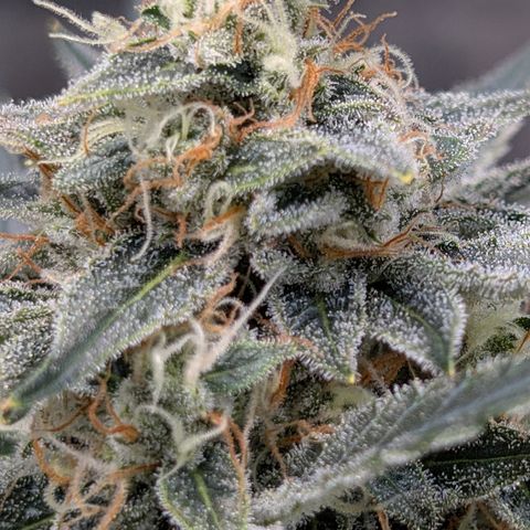 LemonHazeAuto growlog timeline photo