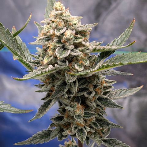 LemonHazeAuto growlog photo: Flushing