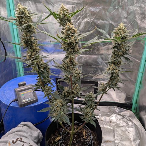 LemonHazeAuto growlog photo: Flushing