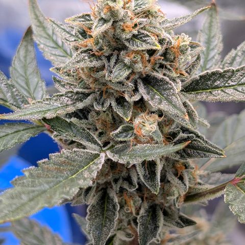 LemonHazeAuto growlog photo: Flushing