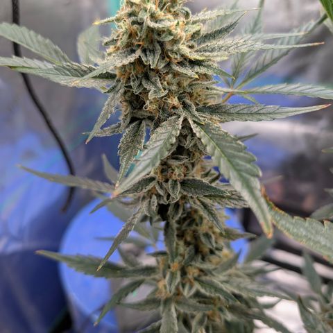 LemonHazeAuto growlog photo: Flushing