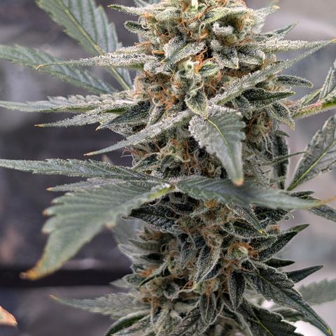 LemonHazeAuto growlog photo: Flushing