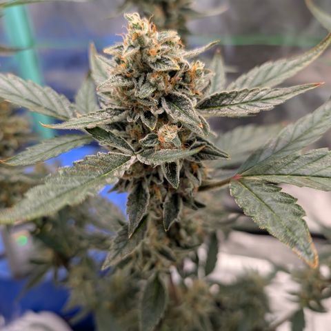 LemonHazeAuto growlog photo: Flushing