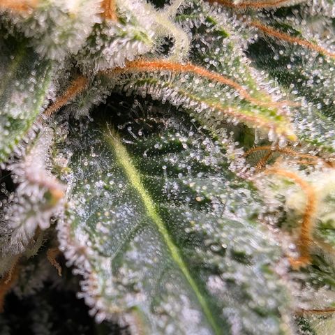 LemonHazeAuto growlog photo: Harvested