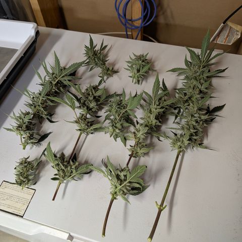 LemonHazeAuto growlog photo: Harvested