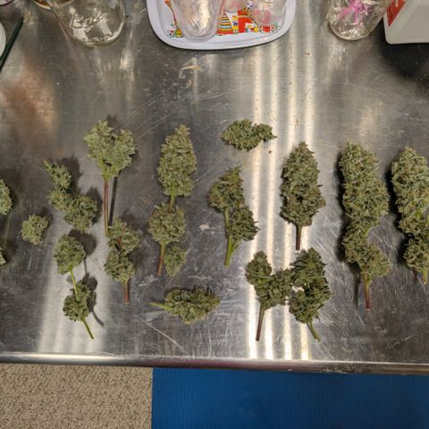 LemonHazeAuto growlog photo: Harvested