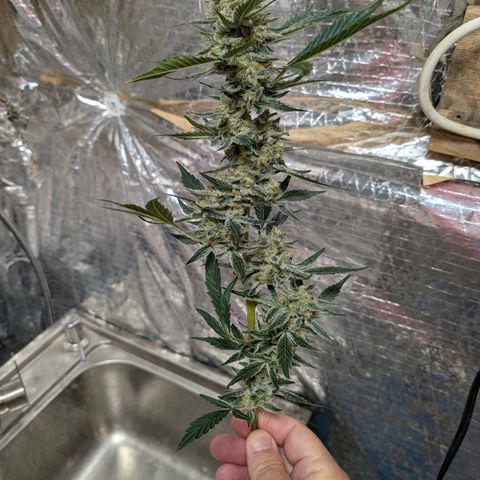 LemonHazeAuto growlog photo: Harvested