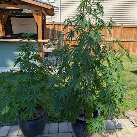 GDP2 growlog timeline photo