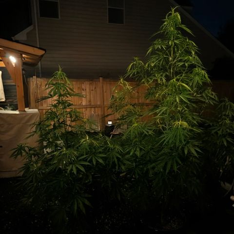 GDP2 growlog timeline photo