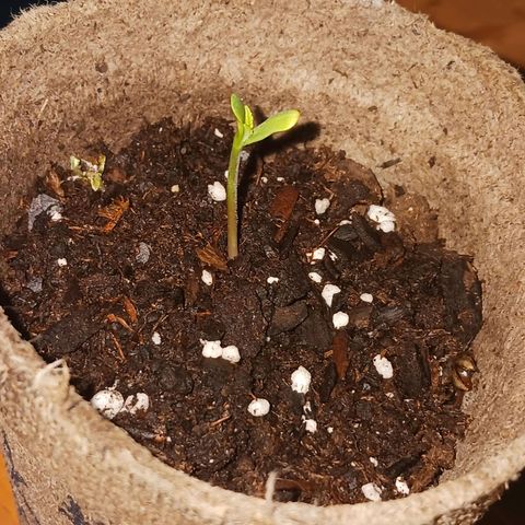 Quick One growlog timeline photo