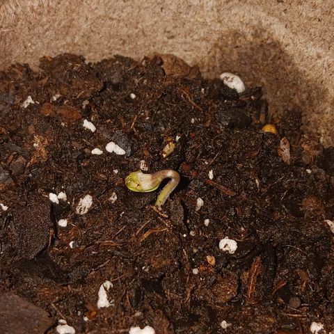 Bubble Kush Autoflower  growlog timeline photo