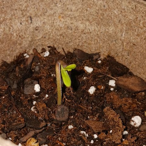 Bubble Kush Autoflower  growlog timeline photo
