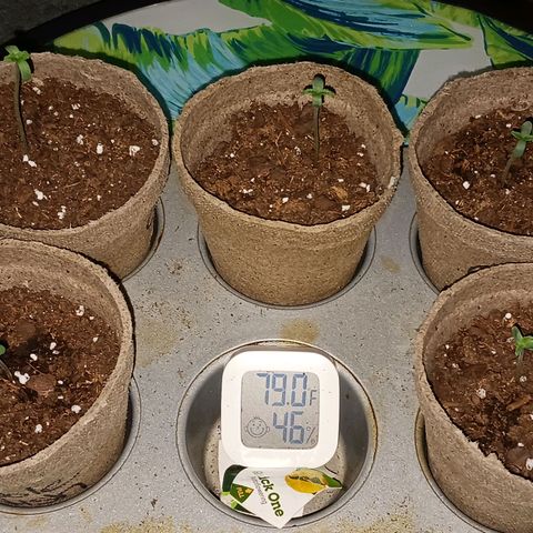 Orion F1 Autoflower growlog timeline photo