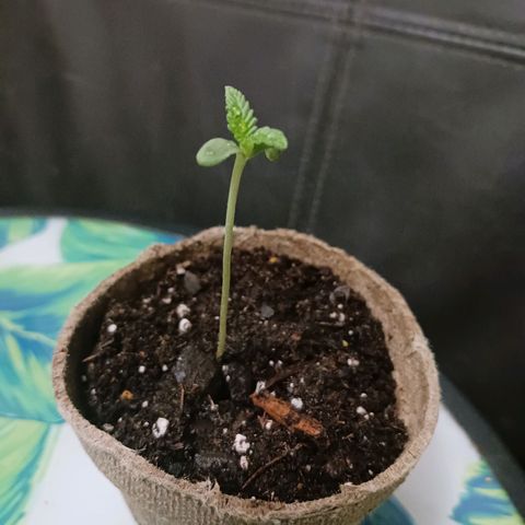 Quick One growlog timeline photo