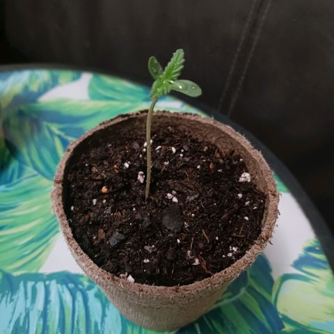 Bubble Kush Autoflower  growlog timeline photo