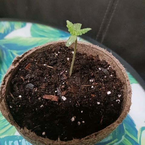 Orion F1 Autoflower growlog timeline photo