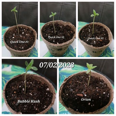 Orion F1 Autoflower growlog timeline photo