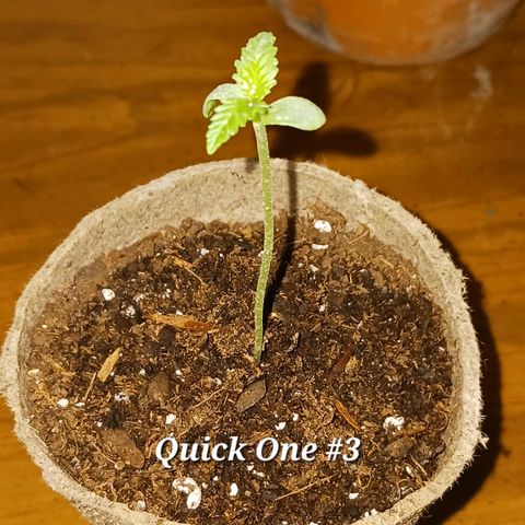 Quick One growlog timeline photo