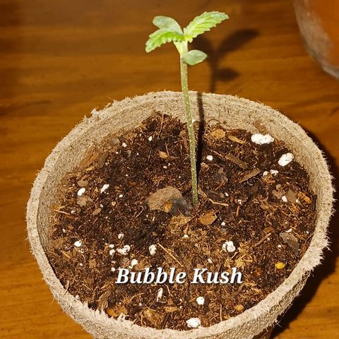 Bubble Kush Autoflower  growlog timeline photo