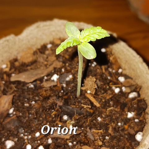 Orion F1 Autoflower growlog timeline photo