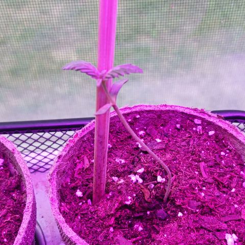 Bubble Kush Autoflower  growlog photo: Fine at 6am. Limped over at 3pm. 