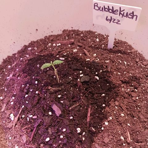 Bubble Kush Autoflower  growlog timeline photo