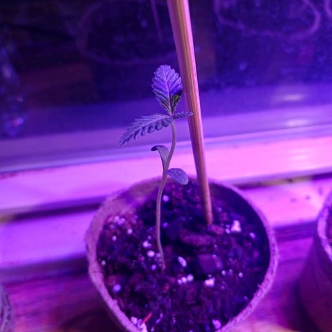 Quick One growlog timeline photo