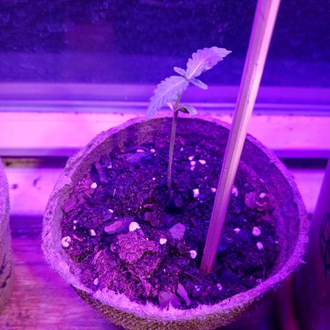 Orion F1 Autoflower growlog timeline photo