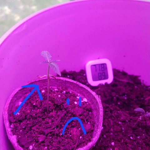 Orion F1 Autoflower growlog photo: My COTYLEDONS aren't looking good