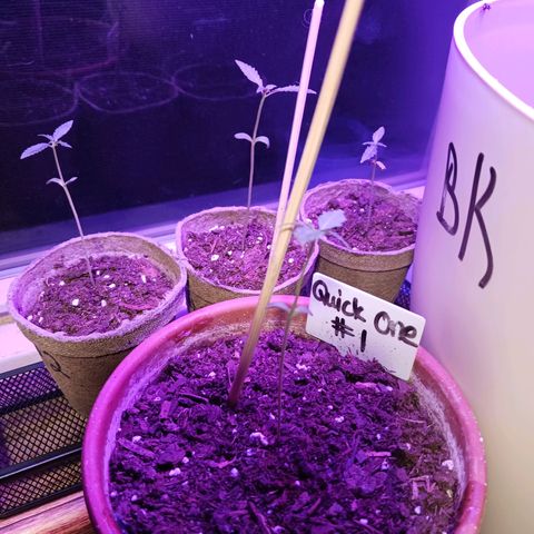 Orion F1 Autoflower growlog photo: First time learning about fungus gnats... and first time I've grown one this far. Currently letting it dry completely before watering again. Used Vicksburg vaporub to repel them, made dish soap traps and sprayed w peroxide mix. Praying for any of them to yield since this is my first crop attempt! I have plans to steralize any and all soil before transplanting to larger pots.