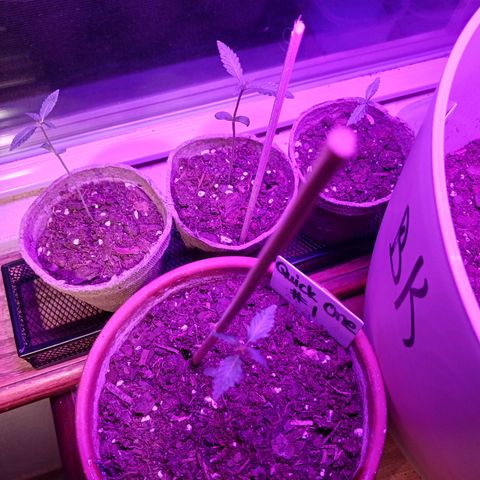 Orion F1 Autoflower growlog photo: First time learning about fungus gnats... and first time I've grown one this far. Currently letting it dry completely before watering again. Used Vicksburg vaporub to repel them, made dish soap traps and sprayed w peroxide mix. Praying for any of them to yield since this is my first crop attempt! I have plans to steralize any and all soil before transplanting to larger pots.