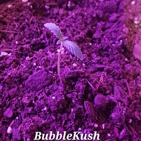 Orion F1 Autoflower growlog photo: First time learning about fungus gnats... and first time I've grown one this far. Currently letting it dry completely before watering again. Used Vicksburg vaporub to repel them, made dish soap traps and sprayed w peroxide mix. Praying for any of them to yield since this is my first crop attempt! I have plans to steralize any and all soil before transplanting to larger pots.