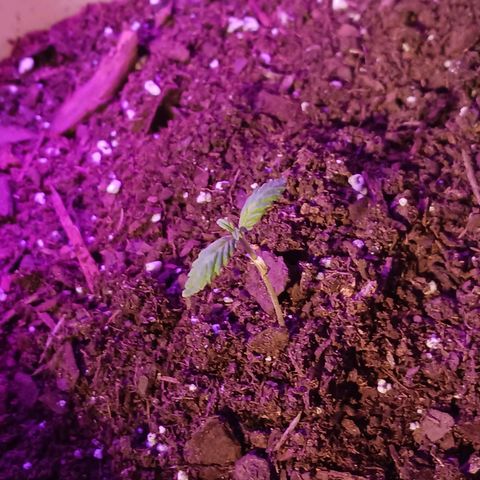 Orion F1 Autoflower growlog photo: First time learning about fungus gnats... and first time I've grown one this far. Currently letting it dry completely before watering again. Used Vicksburg vaporub to repel them, made dish soap traps and sprayed w peroxide mix. Praying for any of them to yield since this is my first crop attempt! I have plans to steralize any and all soil before transplanting to larger pots.