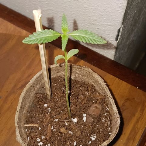 Quick One growlog timeline photo