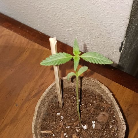Quick One growlog timeline photo