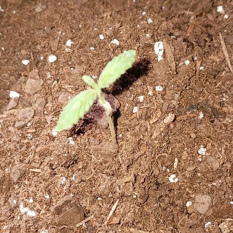 Bubble Kush Autoflower  growlog timeline photo
