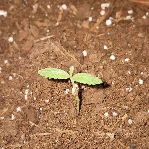Bubble Kush Autoflower  growlog timeline photo