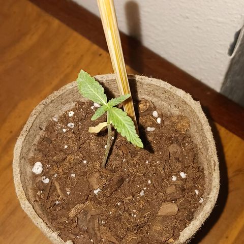 Orion F1 Autoflower growlog timeline photo